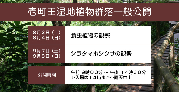壱町田湿地植物群落2013年8月3日・4日/9月7日・8日