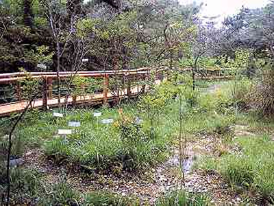 壱町田湿地植物群落