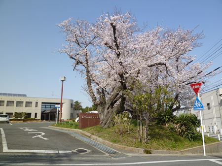 武豊町保健センターの桜