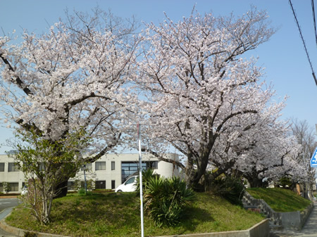 武豊町保健センターの桜