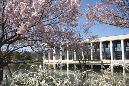 アサリ池公園の桜